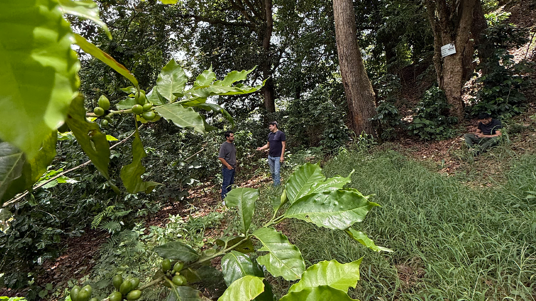 Producer Roel from San Ramón, Honduras, talk about co-building a producer-led cash flow model 