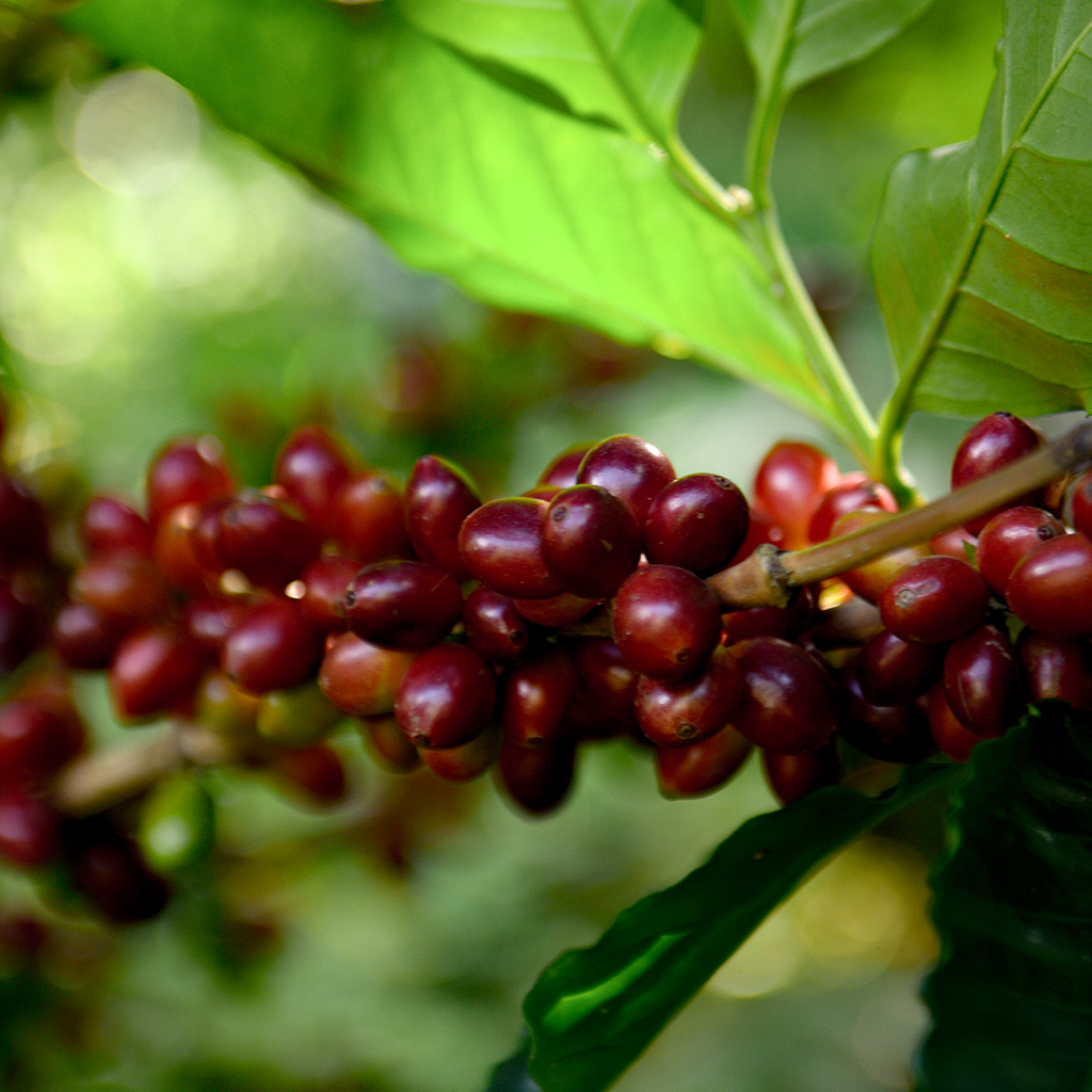 Crop Harvest - Mythoz Special Reserve